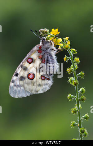 Apollofalter (clossiana Apollo) Nordtirol, Österreichischen Alpen, Juli. Stockfoto