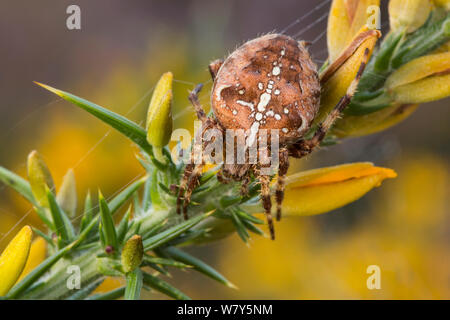 Gartenkreuzspinne (Araneus diadematus) weiblich. Dunwich Heath, Suffolk, Großbritannien, September. Stockfoto