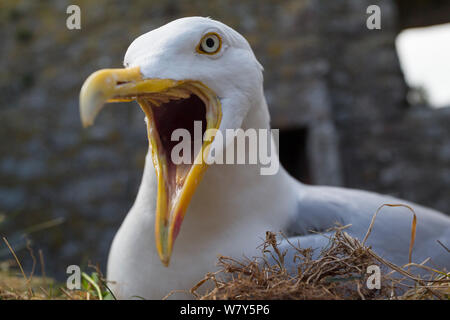 Europäische Silbermöwe (Larus argentatus) mit Bill weit offen, da es in die Kamera stößt während Eier ausbrüten auf seinem Nest. Dunnottar Castle, in der Nähe von Aberdeen, Schottland. Juni. Stockfoto