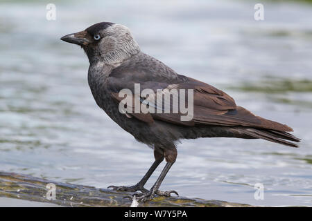 Eurasischen Dohle (Corvus monedula) stehen am Rand eines Teiches in einem städtischen Park. Visby, Gotland, Schweden. Juni. Stockfoto