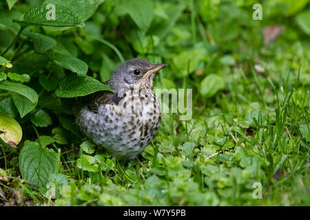 Juvenile Wacholderdrossel (Turdus pilaris) geduckt am Rand einer Wiese. Visby, Gotland, Schweden. Juni. Stockfoto