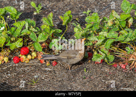 Unreifen weiblichen Eurasischen Amsel (Turdus merula) an reife Erdbeeren durch Vogel geschützt - Verrechnung. Inverewe Gardens, Schottland. Juni. Stockfoto