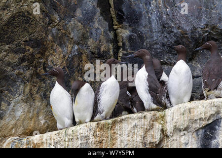 Gemeinsame trottellummen (Uria aalge) auf eine Zucht Leiste voll. Die Vögel auf der linken und rechten sind die gezügelte Form der gemeinsamen Guillemot mit weißen Rund um das Auge. St Kilda, Äußere Hebriden, Schottland. Juni. Stockfoto