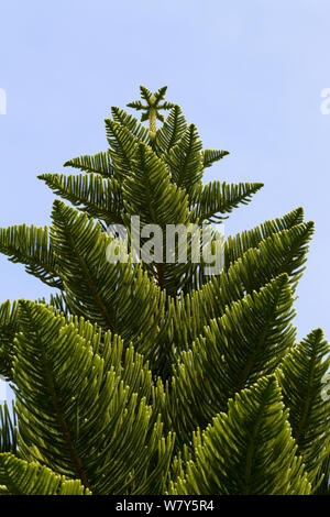 Norfolk pine (Araucaria araucana) Baum gegen ein strahlend blauer Himmel in den Klostergärten, Tresco, Isles of Scilly, Vereinigtes Königreich. Juli. Stockfoto