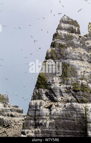 Northern Gannet (Morus bassanus) Kolonie auf dem Alten roten Sandsteinfelsen, mit Vögeln drehend durch die Luft. Little Skellig, County Kerry, Irland. Juli. Stockfoto