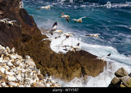 Basstölpel (Morus bassanus) hängen in der Luft, über die Kolonie voller Aktivität. Große Saltee, County Wexford, Irland. Juli. Stockfoto