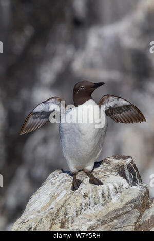 Gemeinsame trottellumme (Uria aalge) gezügelte Form, mit dem weißen Ring um die Augen. Stehend auf einem Felsen am Rand einer Klippe und seine Flügel. Die Insel kann, Erhabene, Schottland. Juli. Stockfoto