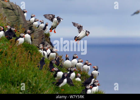 Atlantic Papageitaucher (Fratercula arctica) Landung auf den Rand der Klippe. Mykines, Färöer Inseln im Nordatlantik. Juli. Stockfoto