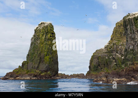 Northern Gannet (Morus bassanus) Kolonie auf sea Stacks am westlichen Ende von Mykines. Färöer Inseln im Nordatlantik. Juli. Stockfoto
