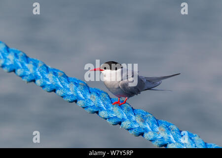 Küstenseeschwalbe (Sterna Paradisaea) sitzt auf einem blauen Schiffe festmachen. Höfn, Island. Juli. Stockfoto