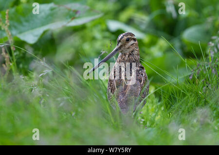 Bekassine (Gallinago gallinago) peering Unsere aus dicken Gräser. Flatey, westlichen Fjorde, Island. Juli. Stockfoto