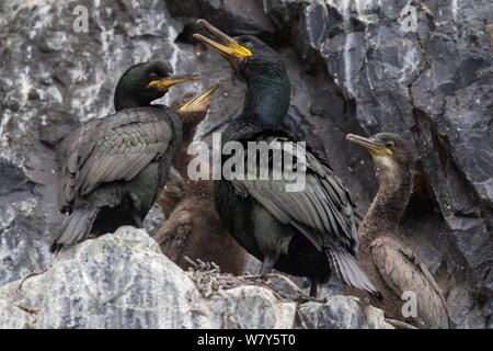 Erwachsene Europäische krähenscharbe (Phalacrocorax aristotelis) (Mitte und von links), mit drei Küken im Nest. Flatey, Westfjorde, Island. Juli. Stockfoto