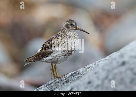 Meerstrandläufer (Calidris maritima) auf einem bouldery Küste thront, leichter Regen fallen. Latrabjarg, westlichen Fjorde, Island. Juli. Stockfoto