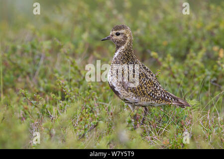 Männliche europäischen Goldregenpfeifer (Pluvialis apricaria) stehen in der Tundra. Godafoss, Akureyri, Island. August. Stockfoto