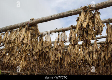 Kabeljau (Gadus morhua) Haare und Skelette Luft trocknen auf Racks. Die meisten von ihnen sind für die Märkte in Nigeria bestimmt. Reykjavik, Island. August. Stockfoto