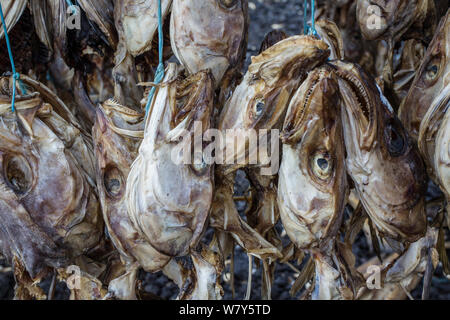 Kabeljau (Gadus morhua) Köpfe und Skelette trocknen auf Racks. Die meisten von ihnen sind für die Märkte in Nigeria bestimmt. Reykjavik, Island. August. Stockfoto