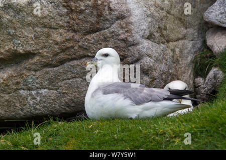 Die eissturmvögel Fulmarus glacialis (Nord) auf der Basis von einer Mauer aus Stein, die in der Nähe ihr Nest Seite sitzen. St Kilda, Äußere Hebriden, Schottland. Mai. Stockfoto