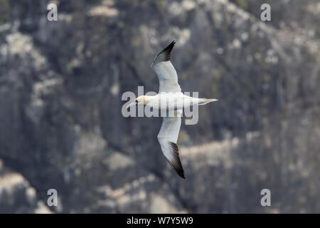 Nach Northern Gannet (Morus bassanus) im Flug gegen die Klippen von Stac Lee. St Kilda, Äußere Hebriden, Schottland. Mai. Stockfoto