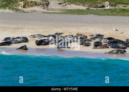 Die Kegelrobbe (Halichoerus grypus) mitgeführt und an einem Sandstrand. Mingulay, Äußere Hebriden, Schottland. Juni. Stockfoto