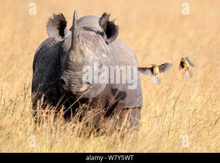 Schwarz (Diceros bicornis rhinceros) und Red-billed oxpeckers (Buphagus erythrorhynchus) Masai Mara, Kenia. Stockfoto