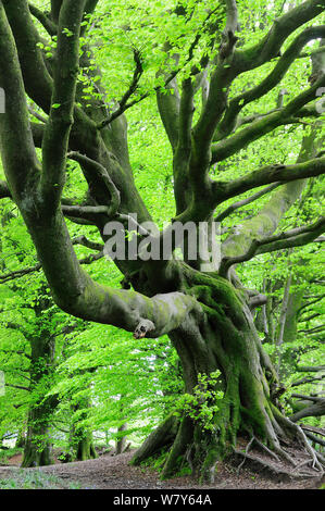 Reifen Buche (Fagus sylvatica) im späten Frühjahr, Dorset, UK, Mai. Stockfoto