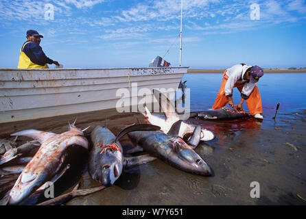 Gill net Fischer Reinigung Fuchshaie (Alopias vulpinus) Huatabampo, Mexiko, in die See von Cortez, Pazifischer Ozean. Gefährdete Arten. Model Released. Stockfoto