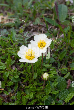 Berg avens (Dryas octopetala) in Blume, Kilpisjärvi, Batchelor, Lappi/Lappland, Finnland. Juli Stockfoto