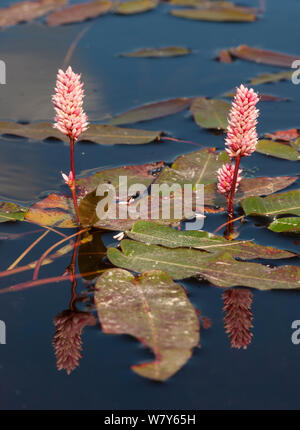 Wasser smartweed (persicaria Amphibia) in Blume, Jyvaskya, Niedrelande, Lansi-ja Sisa-Suomi/Central und Western Finland, Finnland. August Stockfoto