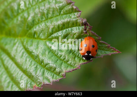 7-Punkt Marienkäfer (Coccinella septempunctata) und eine Ameise, Lansi-Turunmaa, Parainen/Lansi-Turunmaa, Lounais-Suomi, Varsinais-Suomi/südwestlichen Finnland, Finnland. Juli Stockfoto