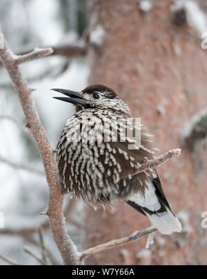 Nussknacker (Nucifraga caryocatactes) Aufruf, fluffed gegen die Kälte, Ounasvaara, Rovaniemi, Lappi/Lappland, Finnland. Januar Stockfoto