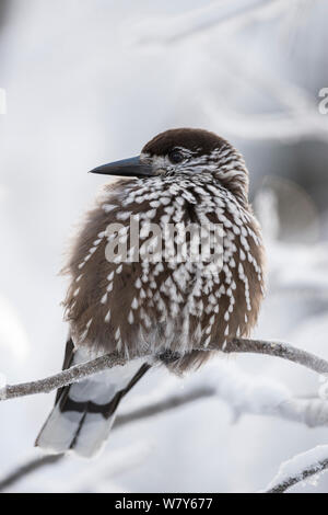 Nussknacker (Nucifraga caryocatactes) im Schnee Baum, Ounasvaara, Rovaniemi, Lappi/Lappland, Finnland. Januar Stockfoto