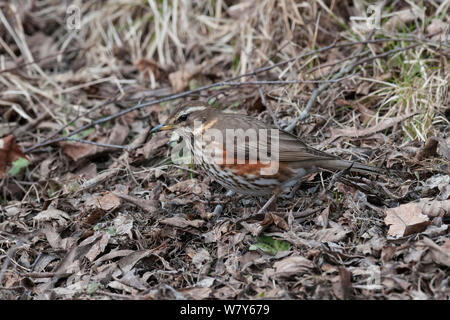 Rotdrossel (Turdus Iliacus) auf Masse, Jyvaskya, Niedrelande, Lansi-ja Sisa-Suomi/Central und Western Finland, Finnland. April Stockfoto