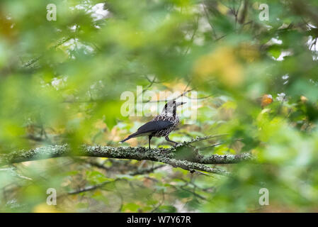 Nussknacker (Nucifraga caryocatactes) in Wäldern, Punkaharju, Etela-Savo/südlichen Savonia, Ita-Suomi/Ostfinnland, Finnland. September Stockfoto