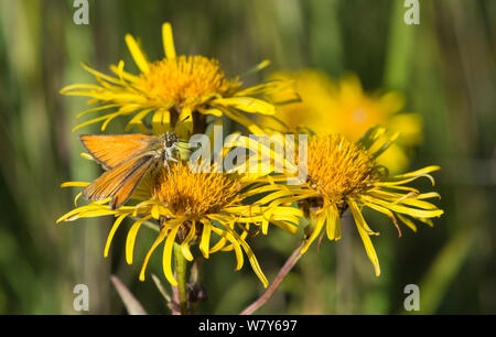 Essex skipper Schmetterling (Thymelicus Lineola) Weibchen auf Willowleaf yellowhead (inula Salicina) Kumlinge, Ahvenanmaa / Åland-Inseln, Finnland. August Stockfoto