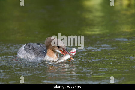 Gemeinsame merganser (Mergus Merganser) Angeln Jugendkriminalität, Kangasala, Pirkanmaa, Lansi-ja Sisa-Suomi/Central und Western Finland, Finnland. August Stockfoto