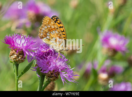 Hohe braun fritillary (Fabriciana adippe) auf flockenblume, Lohja, Uusimaa, Etela-Suomi/Südfinnland, Finnland. Juli Stockfoto