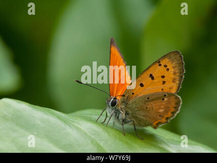 Knappe Kupfer Schmetterling (Lycaena virgaureae) Porträt der männlichen, Parikkala, Etela-Karjala/Südkarelien, Etela-Suomi/Südfinnland, Finnland. Juli Stockfoto