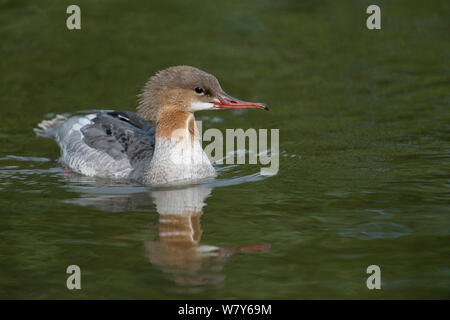 Gemeinsame merganser (Mergus Merganser) auf Wasser, Kangasala, Pirkanmaa, Lansi-ja Sisa-Suomi/Central und Western Finland, Finnland. August Stockfoto