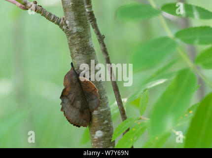 Lappet Motte (Gastropacha quercifolia) Weiblich, Kitee, Pohjois-Karjala/Nordkarelien, Ita-Suomi/Ostfinnland, Finnland. Juli Stockfoto