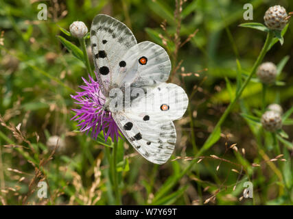 Apollofalter (clossiana Apollo) männlichen auf Flover, Lohja, Uusimaa, Etela-Suomi/Südfinnland, Finnland. Juli Stockfoto