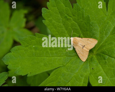 Buff Hermelin Motte (Spilarctia luteum) Parikkala, Etela-Karjala/Südkarelien, Etela-Suomi/Südfinnland, Finnland. Juni Stockfoto