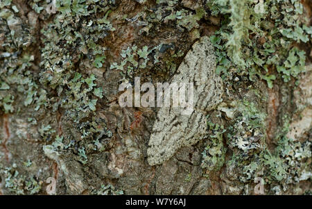 Große Eiche beauty Motte (Hypomecis roboraria) Lemland, Ahvenanmaa / Åland-Inseln, Finnland. Juli Stockfoto