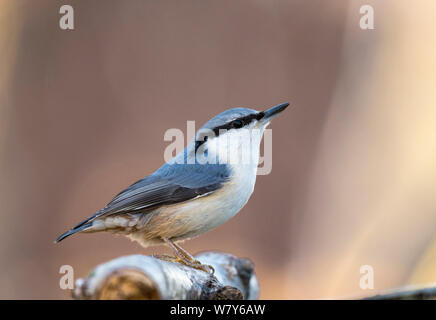 Holz Kleiber (Sitta europaea) thront, Ruissalo, Turku, Lounais-Suomi, Varsinais-Suomi/südwestlichen Finnland, Finnland. Februar Stockfoto