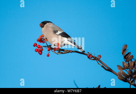 Eurasischen Gimpel (Pyrrhula pyrrhula) Weibliche in Rowan Tree, Uto, Korpo, Parainen/Lansi-Turunmaa, Lounais-Suomi, Varsinais-Suomi/südwestlichen Finnland, Finnland. Januar Stockfoto
