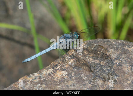 Gekielt Skimmer (Orthetrum coerulescens) erwachsenen männlichen, Rutajoki Fluss, Leivonmaki, Kittilä, Niedrelande, Lansi-ja Sisa-Suomi/Central und Western Finland, Finnland. Juli Stockfoto