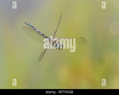 Gemeinsame hawker Dragonfly (Aeshna Juncea) männlichen im Flug, Leivonmaki Nationalpark, Leivonmaki, Kittilä, Niedrelande, Lansi-ja Sisa-Suomi/Central und Western Finland, Finnland. Juli Stockfoto