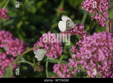 Kleine weiße (Pieris rapae) Männliche große weiße (Pieris brassicae) männlich, Turku, Lounais-Suomi, Varsinais-Suomi/südwestlichen Finnland, Finnland nähern. August Stockfoto