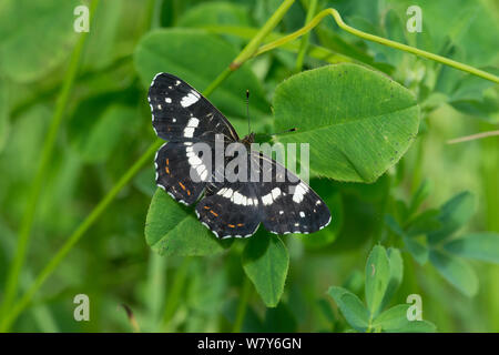 Karte Schmetterling (Araschnia levana) die zweite Generation weibliche, Kymenlaakso, Virolahti, Etela-Suomi/Südfinnland, Finnland. Juli Stockfoto