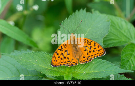 Hohe braun Fritillaryschmetterling (Fabriciana adippe) neu entstandenen Männlich, Pernaja, Ita-Uusimaa/östlichen Uusimaa, Etela-Suomi/Südfinnland, Finnland. Juni Stockfoto