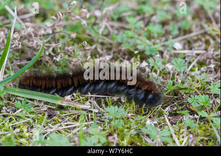 Fox Moth (Macrothylacia Rubi) Caterpillar urticating Haare, Kumlinge, Ahvenanmaa / Åland-Inseln, Finnland abgedeckt. September Stockfoto